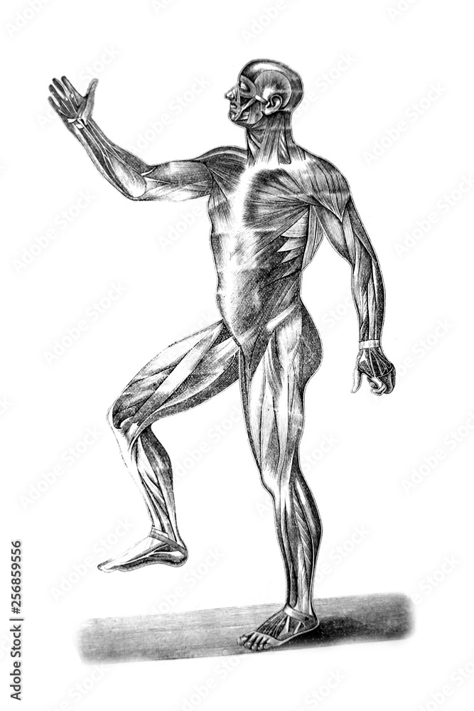 Illustration of man muscles, man standing on the floor in a vintage book Hygiene course, S. Vishnevskiy, 1886 Illustration of man muscles, man standing on the floor in a vintage book Hygiene course, S. Vishnevskiy, 1886