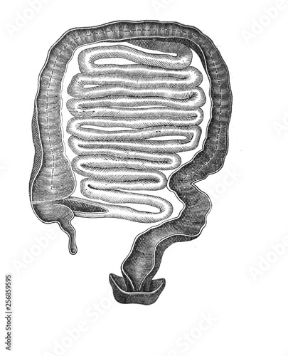 Illustration of intestines in a vintage book Hygiene course, S. Vishnevskiy, 1886 photo