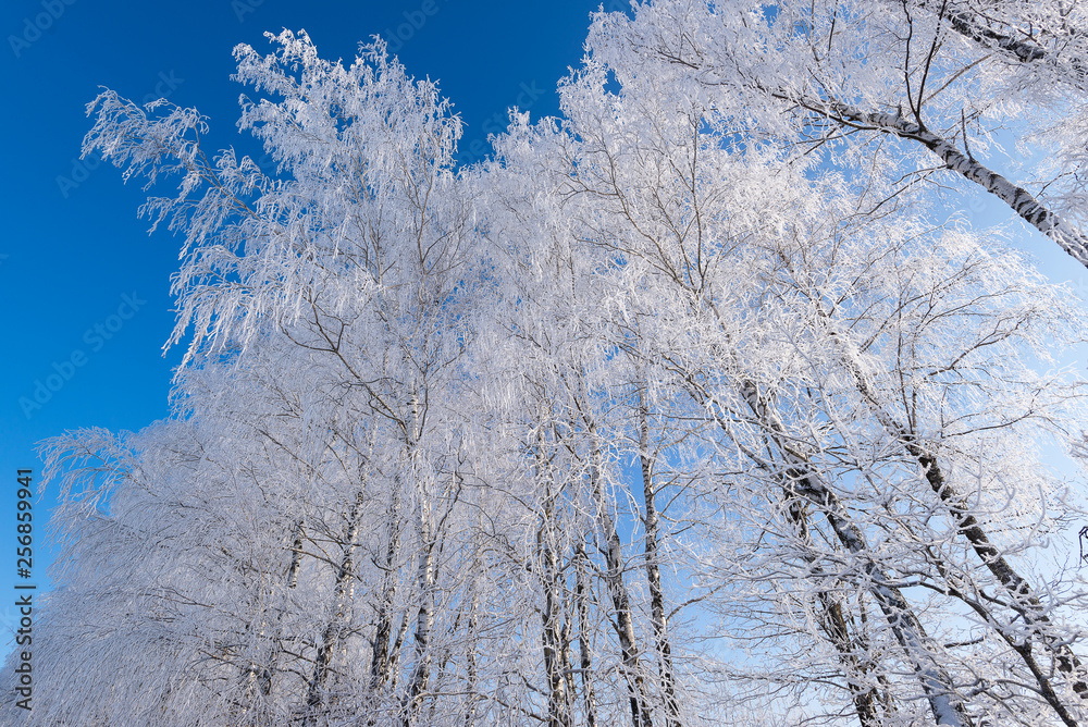 Beautiful russian winter frosty day in the countryside under blue sky with snowy fields and icy trees. Beautiful russian winter frosty day in the countryside under blue sky with snowy fields and icy trees.