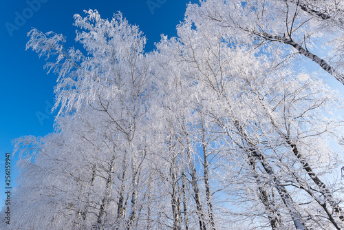Beautiful russian winter frosty day  in the countryside  under blue sky with snowy fields and icy trees. © Petr