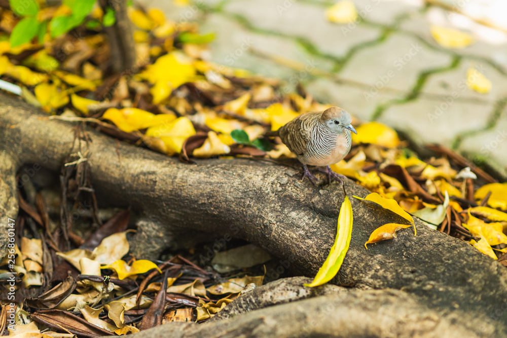 Obraz premium zebra dove perching on the root of tree