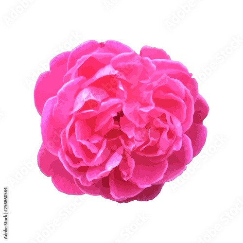 A closeup of pink rose flower isolated on plain white background.