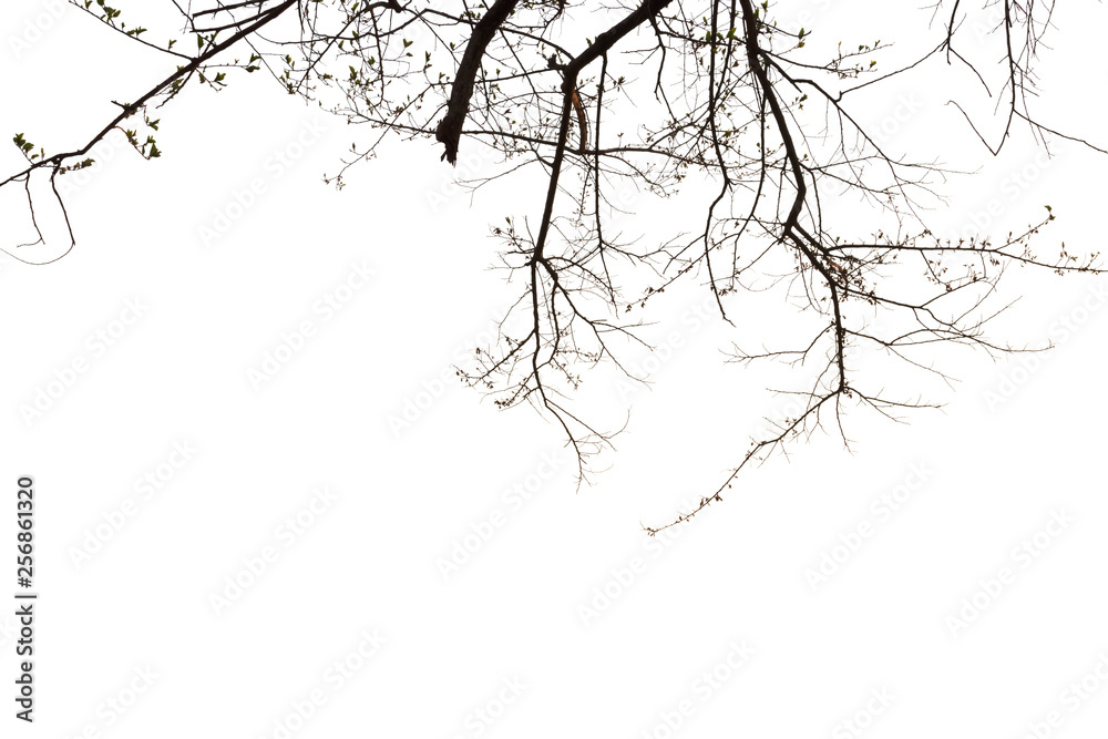 Silhouettes of branches on a white background