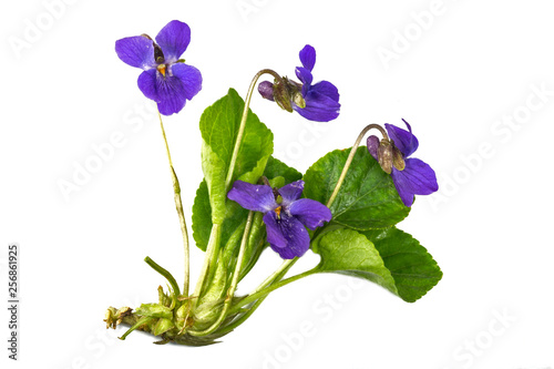 Wild Violet  Viola hirta  Isolate on a White Background. Wild violet isolate on a white background