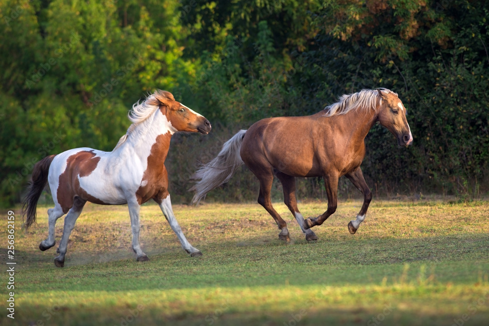 Piebald and palomino horse run gallop on meadow Piebald and palomino horse run gallop on meadow