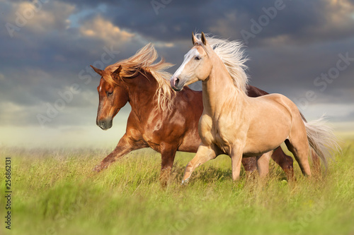 Red and palomino horse with long blond mane in motion on field © callipso88