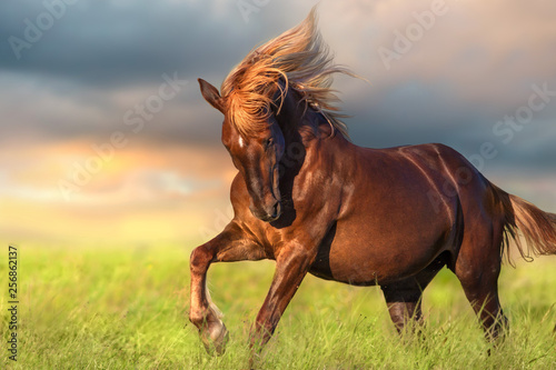 Red horse with long blond mane in motion against dawn photo