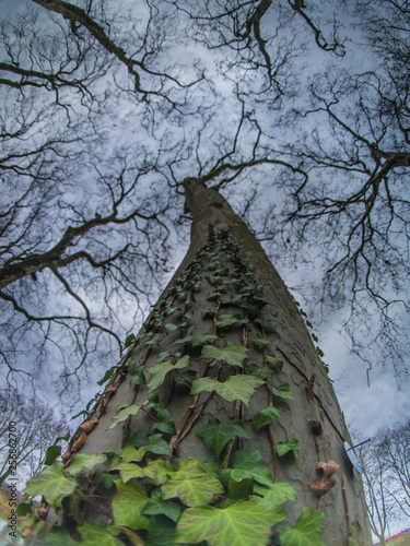 Tree with a vine, growing to the sky