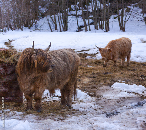 highland cow in the snow