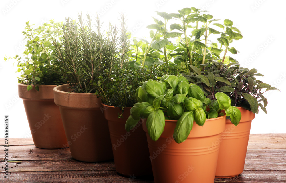Homegrown and aromatic herbs in old clay pots on rustic background Homegrown and aromatic herbs in old clay pots on rustic background