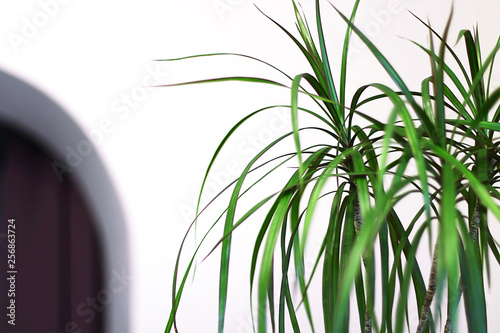 Dracaena edged (Latin Dracaena marginata) in a classic interior. This plant is also called 