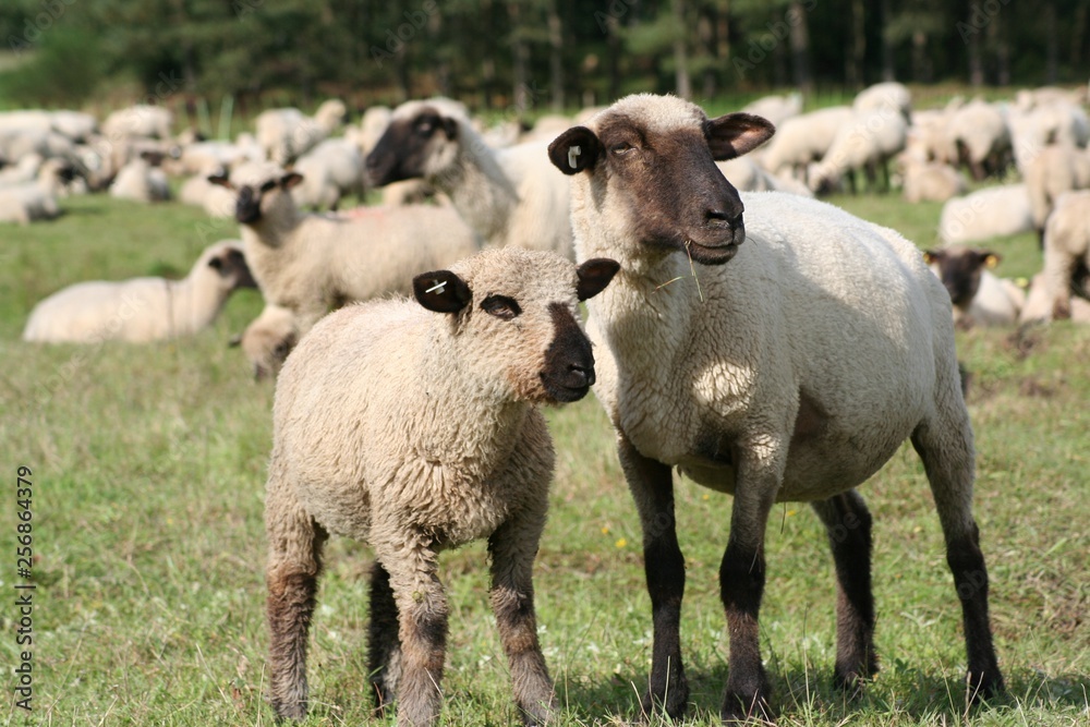 Fototapeta premium Schafe