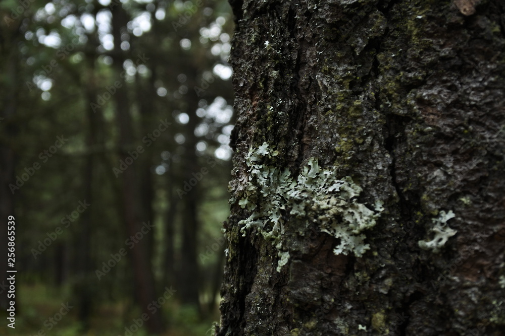 Bosque texturas