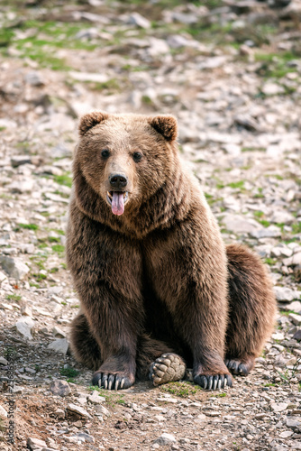 brown bear shows his tongue © Volodymyr Shevchuk