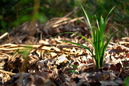 Little green bud growing between the dead leaves of a forest soil. Copy space on the left.
