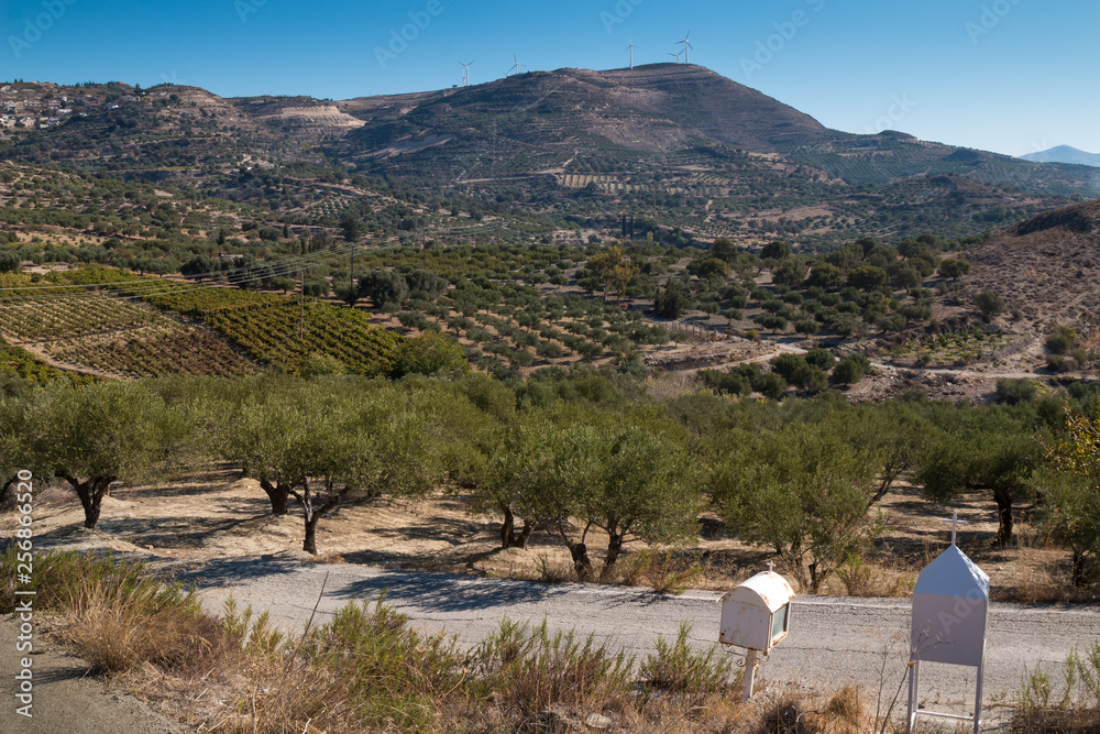 Cretan country will olive trees