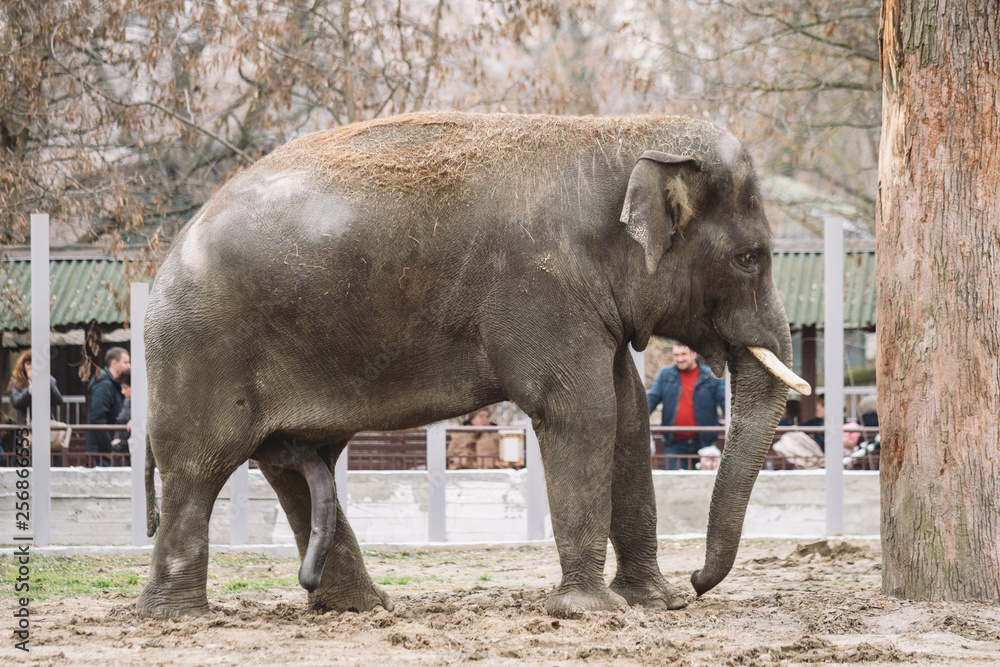 Fototapeta premium young active african elephant at the zoo. An active herbivore elephant during the rut period, in the spring wants love and is looking for a female. Close-up member of the genitalia of a large animal