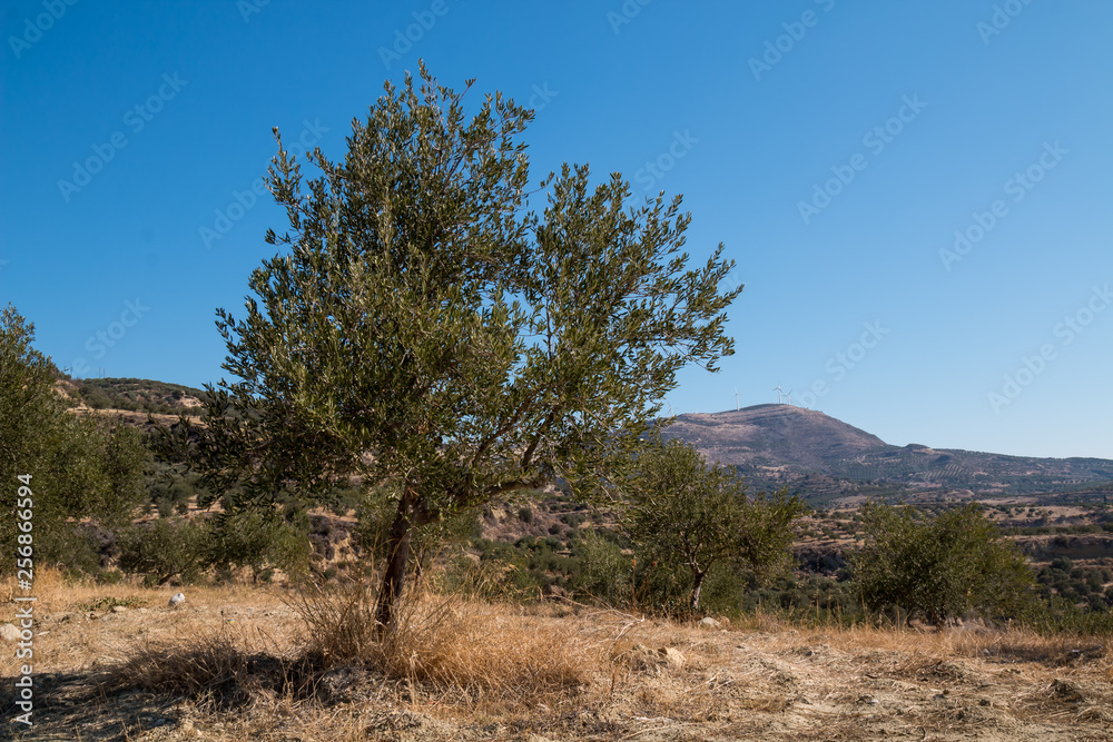 Olive tree and a country with a mountain