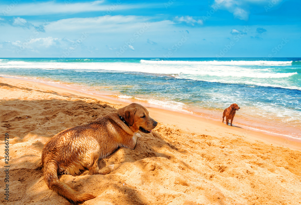 Fototapeta premium two gold retrievers on the beach
