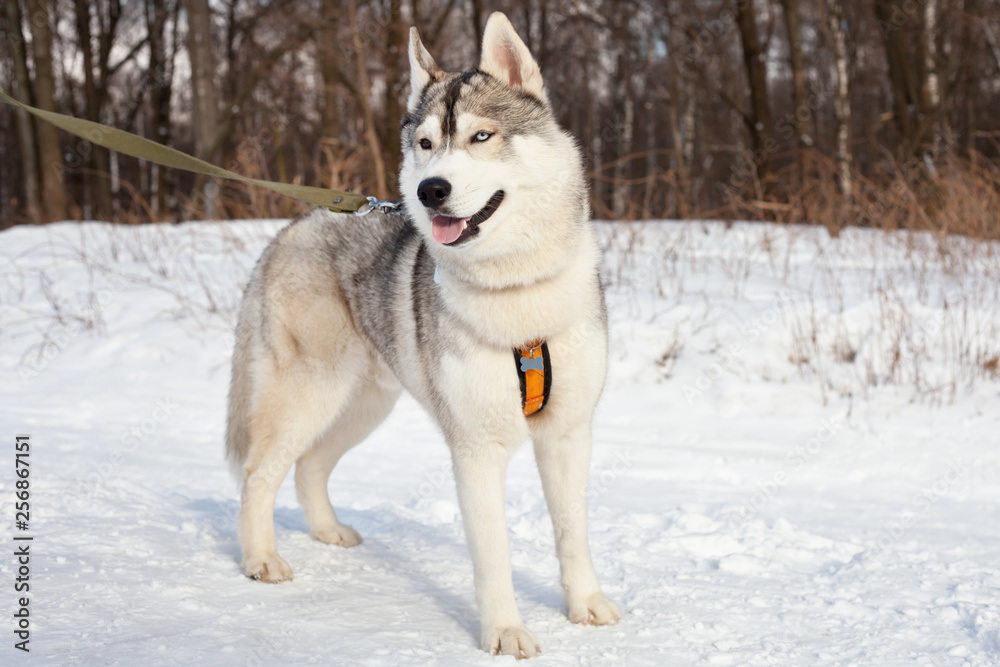 Dog breed Siberian husky, for a walk in the winter in the woods.