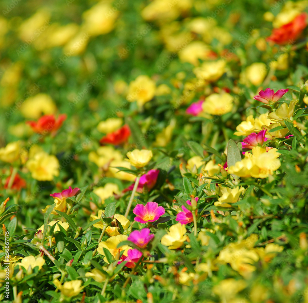 Flower meadow in summer with different colorful flowers