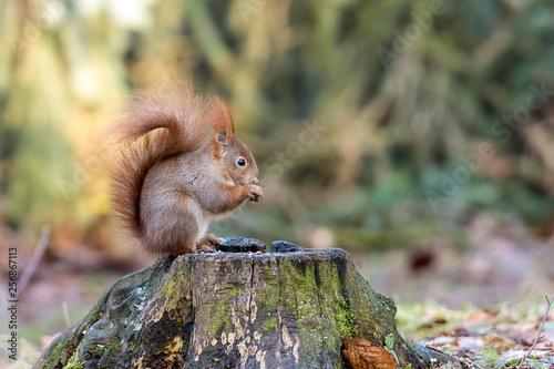 Red squirrel