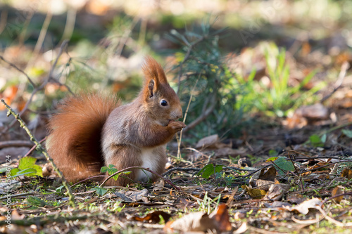 Red squirrel