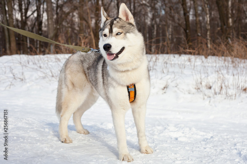 Dog breed Siberian husky  for a walk in the winter in the woods.