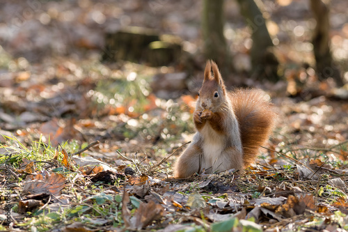 Red squirrel