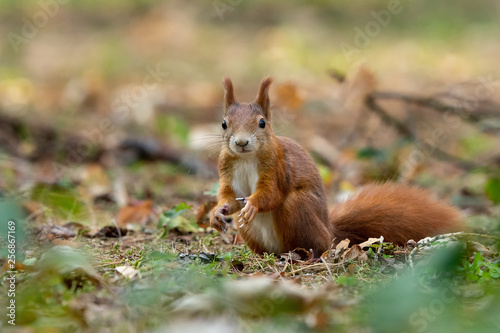 Red squirrel