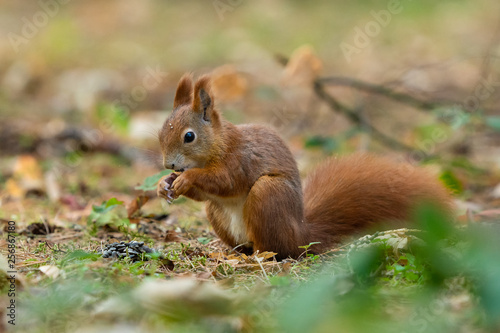 Red squirrel © Jiri
