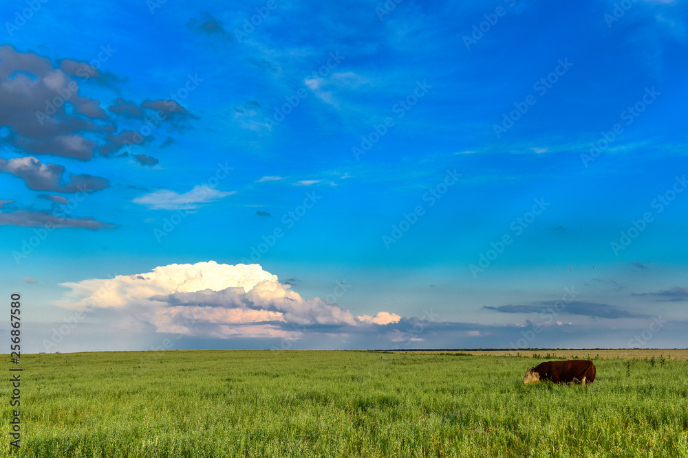 Group of steers looking at the camera, Pampas, Argentina Group of steers looking at the camera, Pampas, Argentina