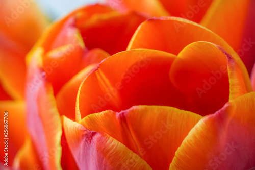 Red Orange Yellow Tulips flower shot from below close up with tulip background pattern