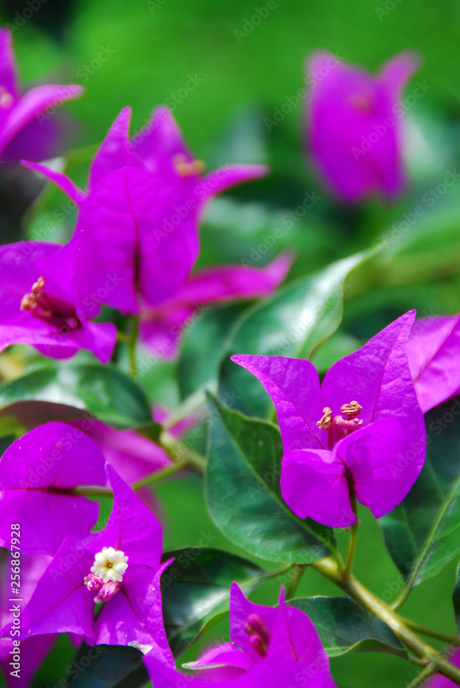 Bright purple flowers on a green background Bright purple flowers on a green background