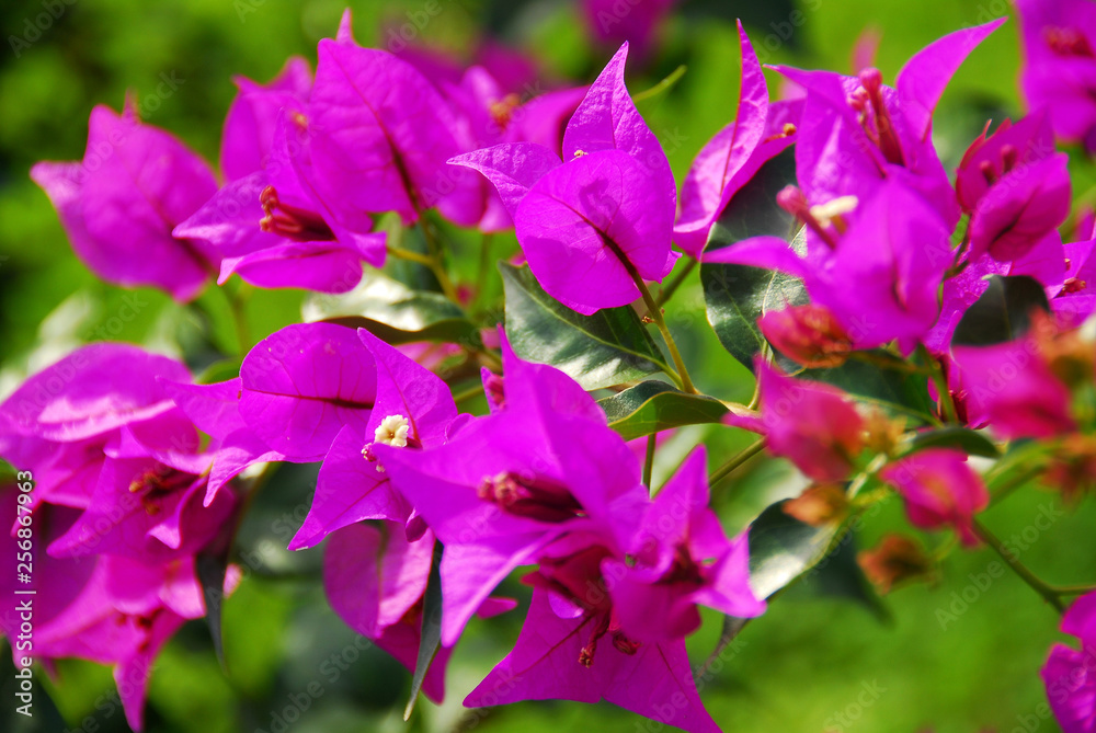 Bright purple flowers on a green background Bright purple flowers on a green background
