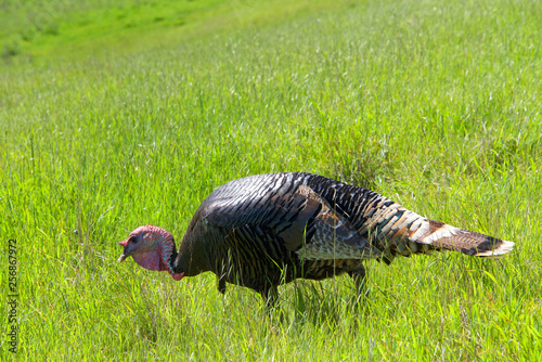 wild turkeys walking on a hillside viewed from above. The wild turkey is an upland ground bird native to North America and is the heaviest member of the diverse Galliformes. photo