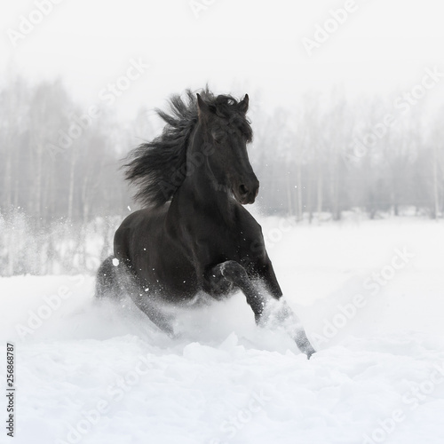 Black friesian horse with the mane flutters on wind running gallop on the snow-covered field in the winter. Front side view