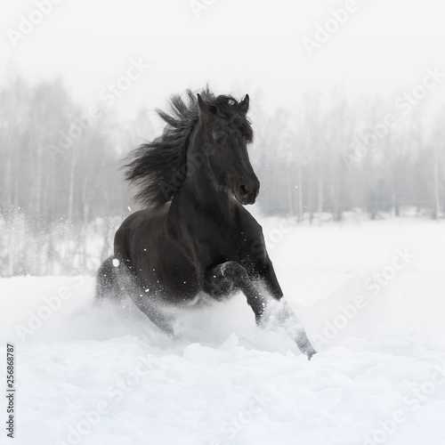 Quadro su tela Black friesian horse with the mane flutters on wind running gallop on the snow-covered field in the winter