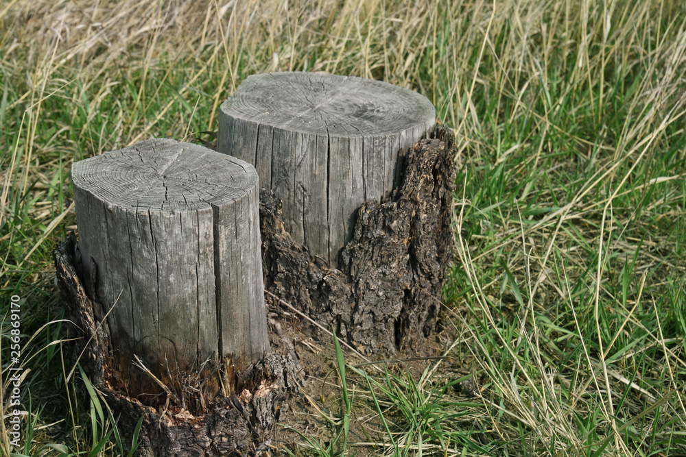 two of the stump in the grass two of the stump in the grass