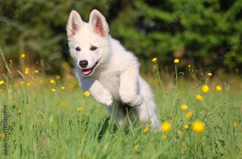 Schäferhund