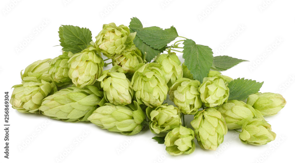 Hops isolated on white Hops isolated on white