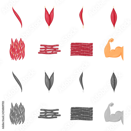 Vector design of fiber and muscular logo. Collection of fiber and body  vector icon for stock.