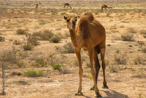 Oman  Kamelherde