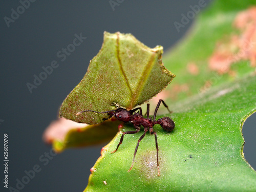 Red ant cutting a leaf (macro). Cordoba, Argentina. photo