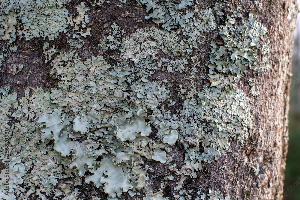 Layered lichen on bark of a tree in the woods ~NATURE'S TEXTURES~ Layered lichen on bark of a tree in the woods ~NATURE'S TEXTURES~