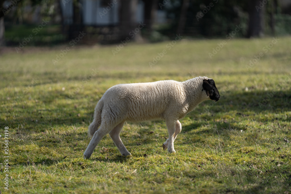 Schaf auf der Weide Schaf auf der Weide