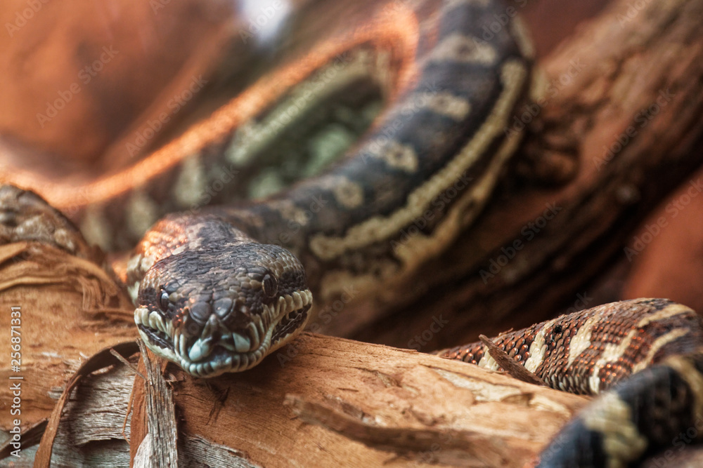 Carpet python (Morelia spilota) at zoo park Carpet python (Morelia spilota) at zoo park