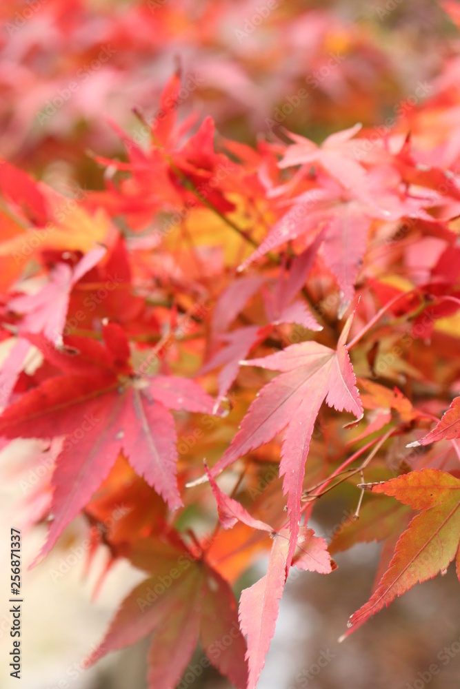 秋、紅葉