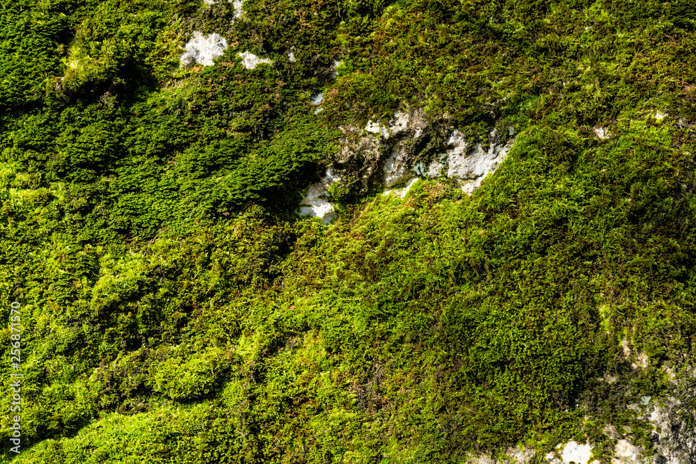 Green moss, grunge texture, background in forest Green moss, grunge texture, background in forest