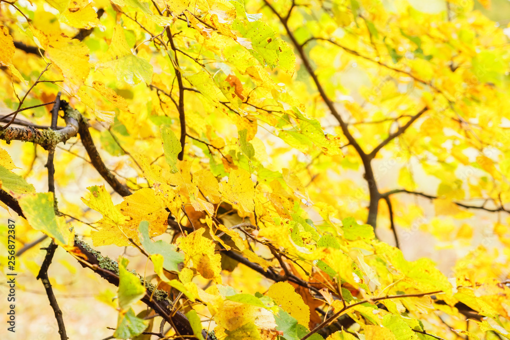autumn yellow leaves